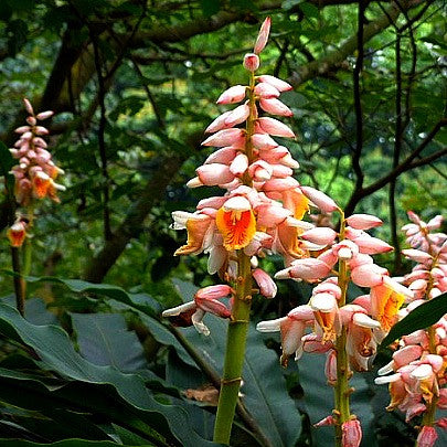 Alpinia katsumadai -  Katsumadai Ginger