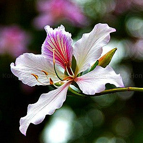 Bauhinia variegata - Orchid Tree