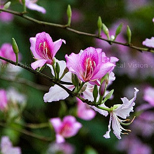 Bauhinia variegata - Orchid Tree