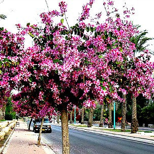 Bauhinia variegata - Orchid Tree