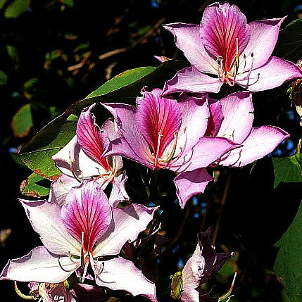 Bauhinia variegata - Orchid Tree