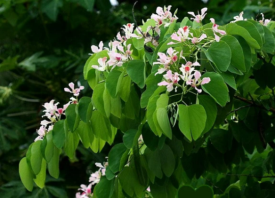 Bauhinia monandra, Pink Orchid Tree