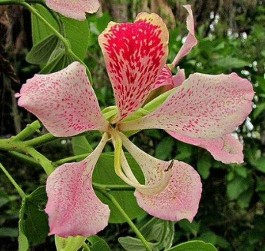 Bauhinia monandra, Pink Orchid Tree