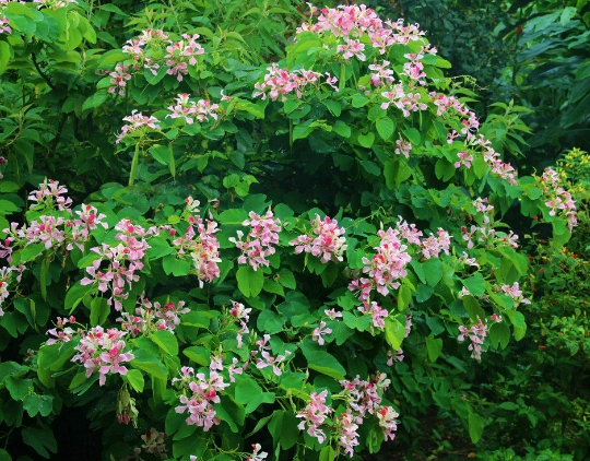 Bauhinia monandra, Pink Orchid Tree