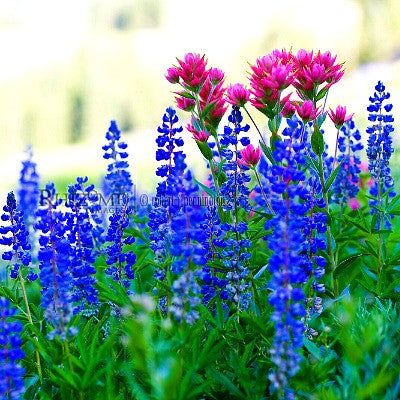 Wild Blue Lupine - Lupinus succulentus