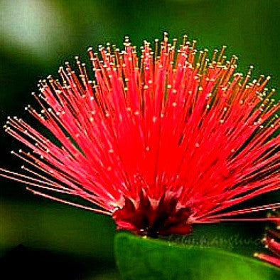 Calliandra tergemina - Red Powderpuff Tree