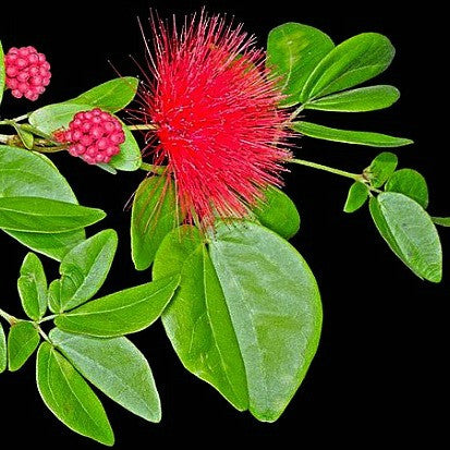 Calliandra tergemina - Red Powderpuff Tree
