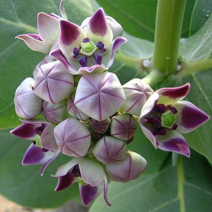Calotropis procera - Purple Crown Flower