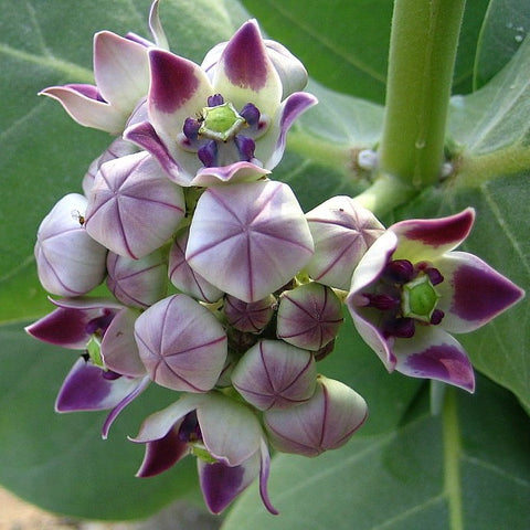 lavender purple crown plant Calotropis procera