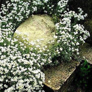 Snow in Summer - Cerastium tomentosum