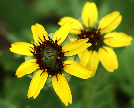 Berlandiera lyrata, Chocolate Daisy Flower