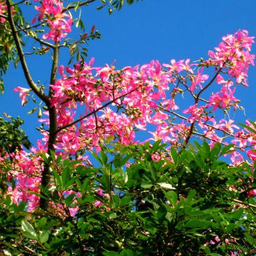 Chorisia speciosa - Silk Floss Tree