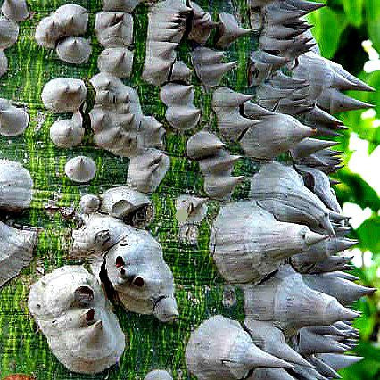 Chorisia speciosa - Silk Floss Tree