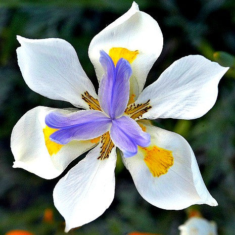 Dietes grandiflora - Fortnight Lily