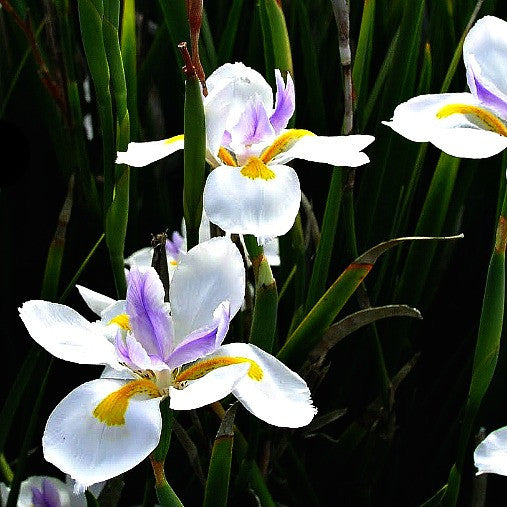 Dietes grandiflora - Fortnight Lily