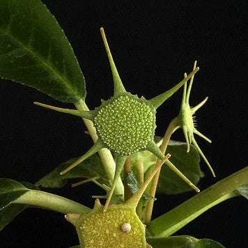 Dorstenia foetida - Star Trek Caudiform