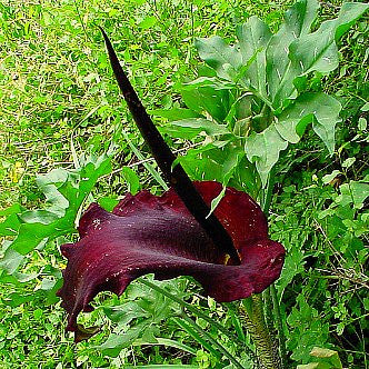 Dracunculus vulgaris  - Voodoo Lily
