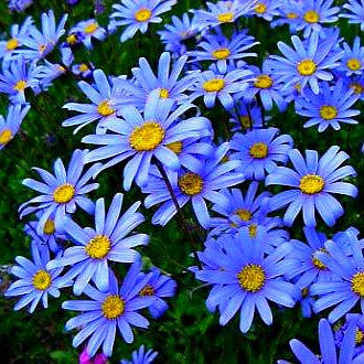 Felicia amelloides - Blue Marguerite