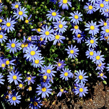 Felicia amelloides - Blue Marguerite