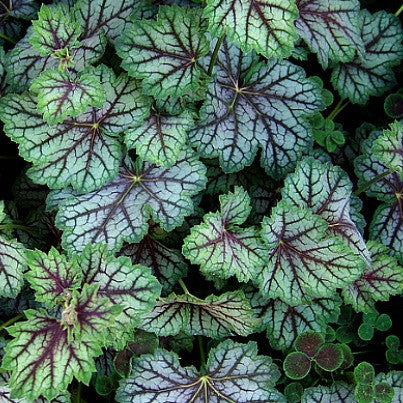 Heuchera sanguinea - Coral Bells