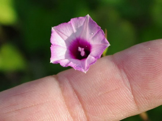 Ipomoea triloba, Hoshiasagao/Littlebell