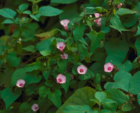 Ipomoea triloba, Hoshiasagao/Littlebell