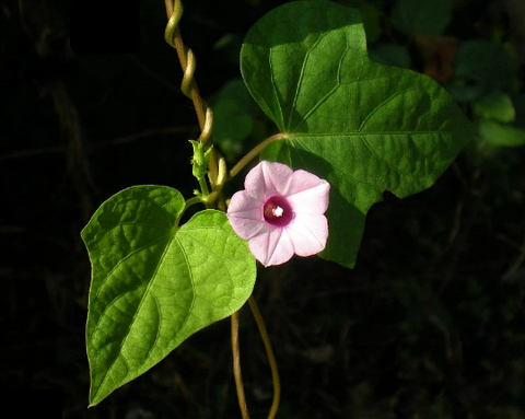 Ipomoea triloba, Hoshiasagao/Littlebell