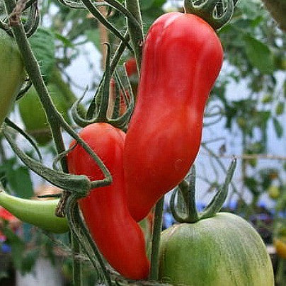 Jersey Devil - Heirloom Tomato