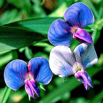 Lathyrus azureus - King Tut Grass Pea