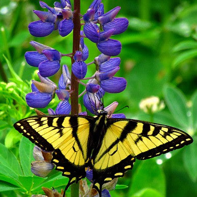Wild Blue Lupine - Lupinus succulentus