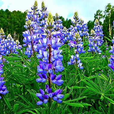 Wild Blue Lupine - Lupinus succulentus