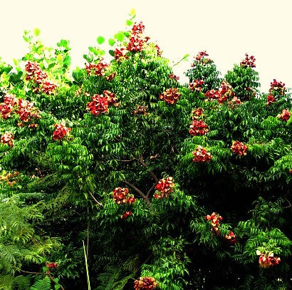 10 graines Majidea zanguebarica (Perles de Zanzibar, Black pearl tree)