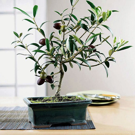 Olea europeana - Olive Tree