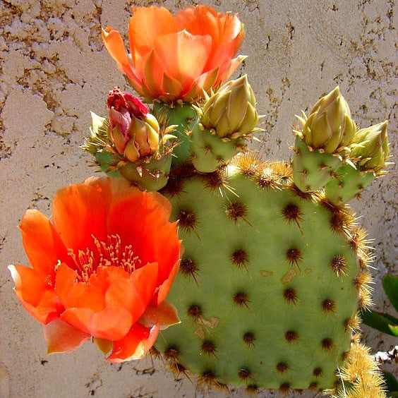 Prickly Pear Collection - Opuntia Mix