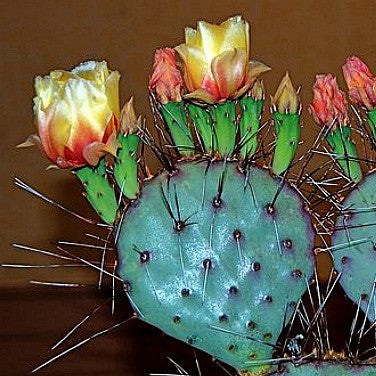 Prickly Pear Collection - Opuntia Mix