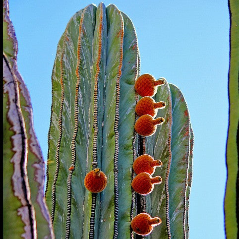 Giant Cactus Collection - Pachycereus spp.