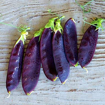 Purple Podded Peas - Blauwschokkers