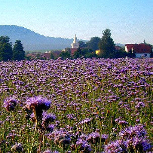 Phacelia tanacetifolia  Lacy Phacelia