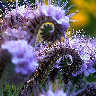 Phacelia tanacetifolia  Lacy Phacelia