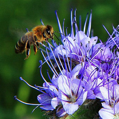 Phacelia tanacetifolia  Lacy Phacelia