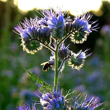 Phacelia tanacetifolia  Lacy Phacelia