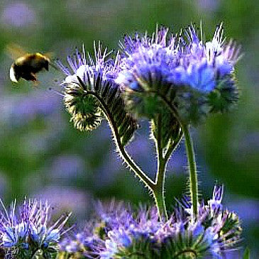 Phacelia tanacetifolia  Lacy Phacelia