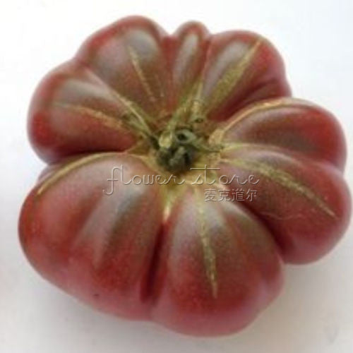 Purple Calabash - Aztec Heirloom Tomato