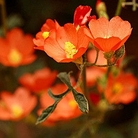 Desert Mallow - Sphaeralcea ambigua