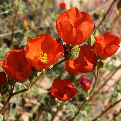 Desert Mallow - Sphaeralcea ambigua