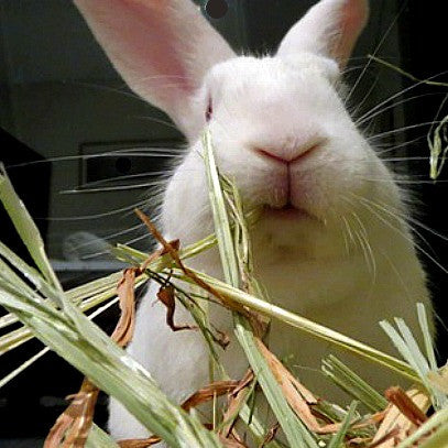 Timothy Hay for Rabbits and Cavies