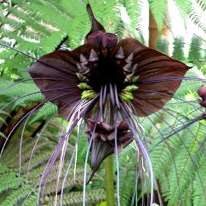 Tacca chantrieri - Black Bat Flower