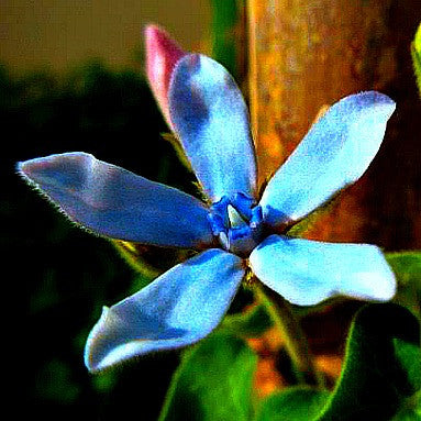 Tweedia caerulea   Blue Milkweed Vine