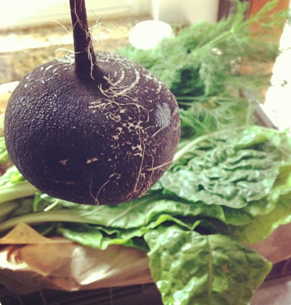 Black Spanish Radish