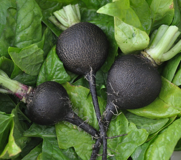 Black Spanish Radish